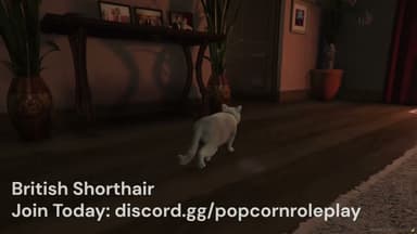 Video 2