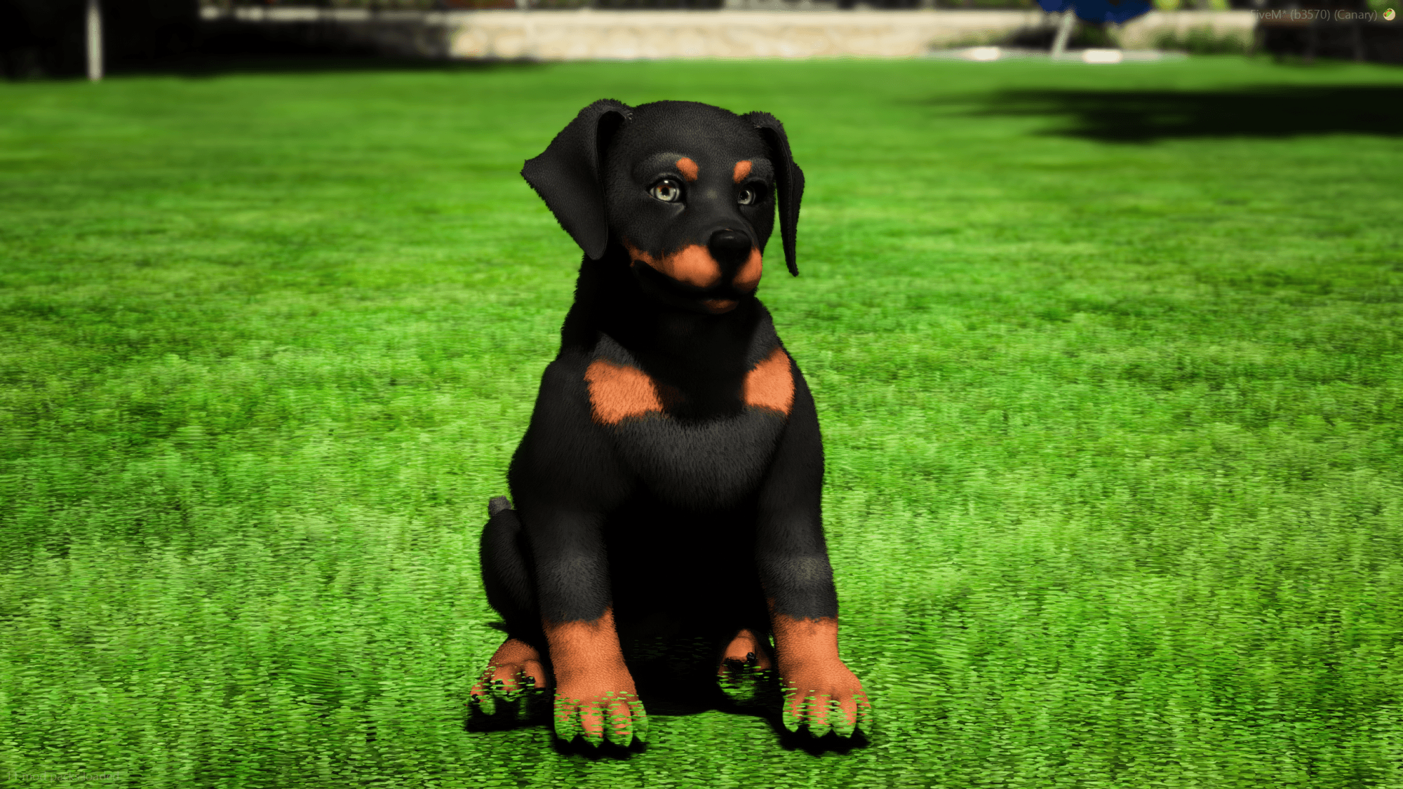 Doberman Puppy K9