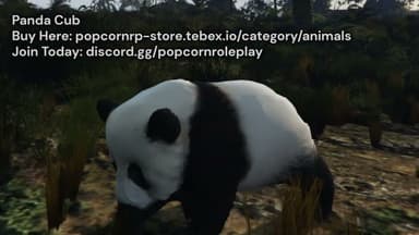 Video 2